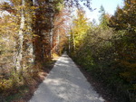 Herbstwald mit Forststraße in der Nonner Au.